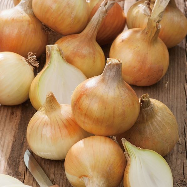 Cooking Onions-1x24kg03